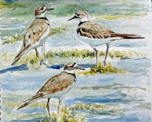 Kildeer Studies