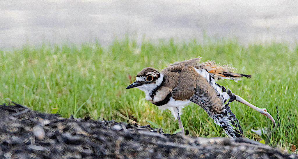 Killdeer (teenager stretching)