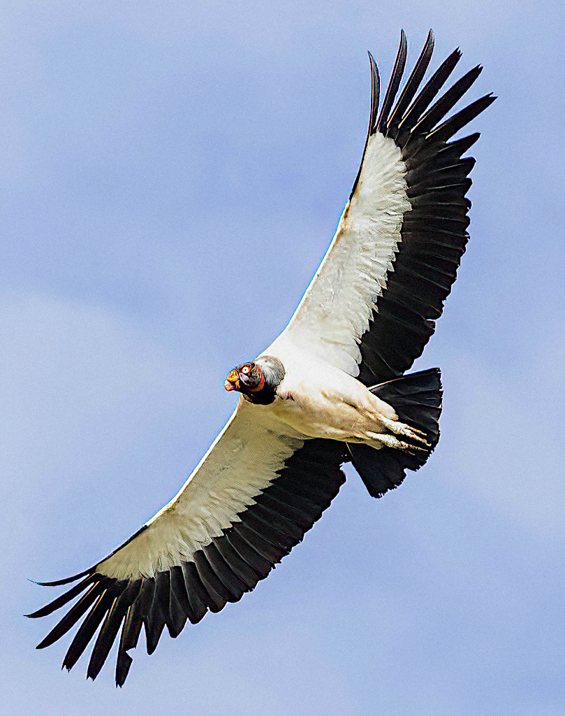 King Vulture