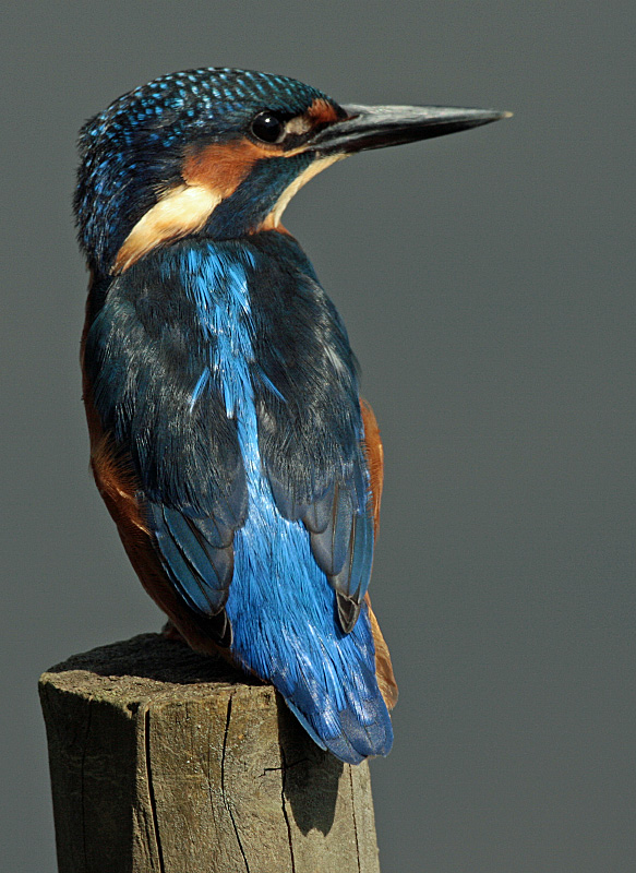 KINGFISHER