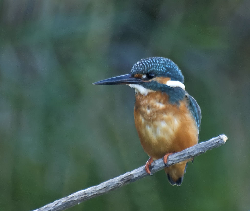 Kingfisher