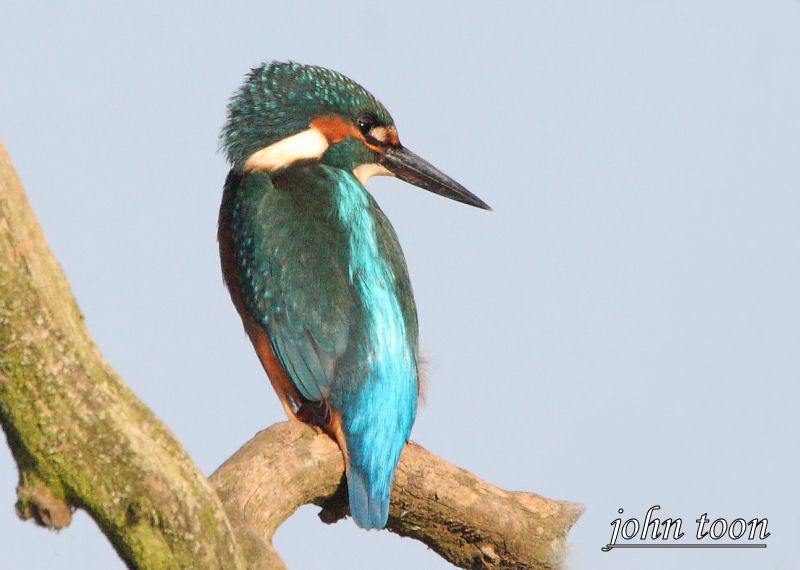 kingfisher