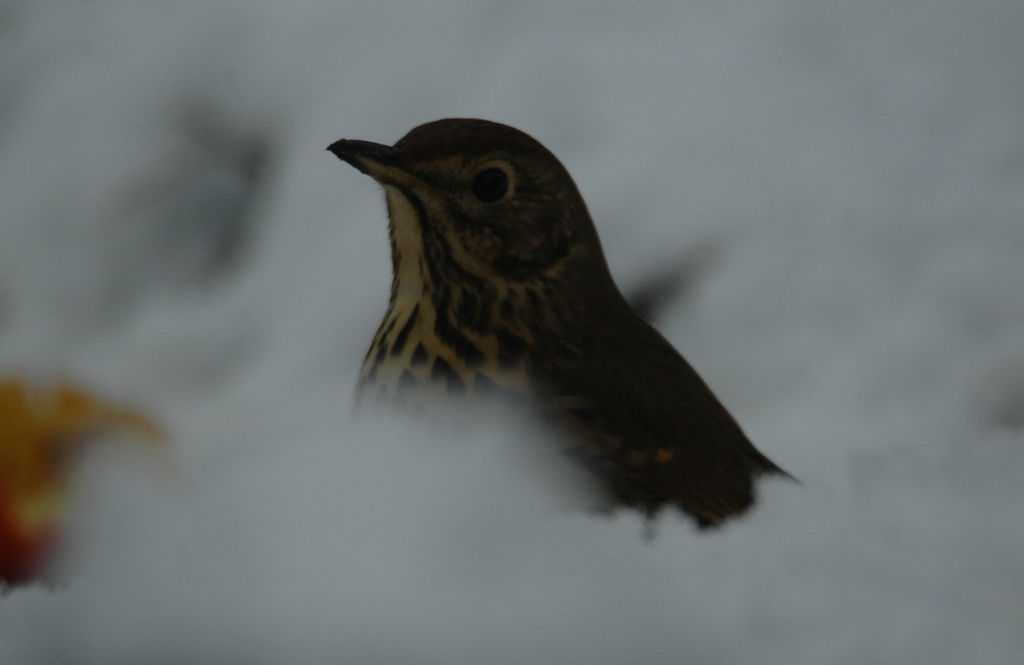 Kitchen Window Image Birders!!!!