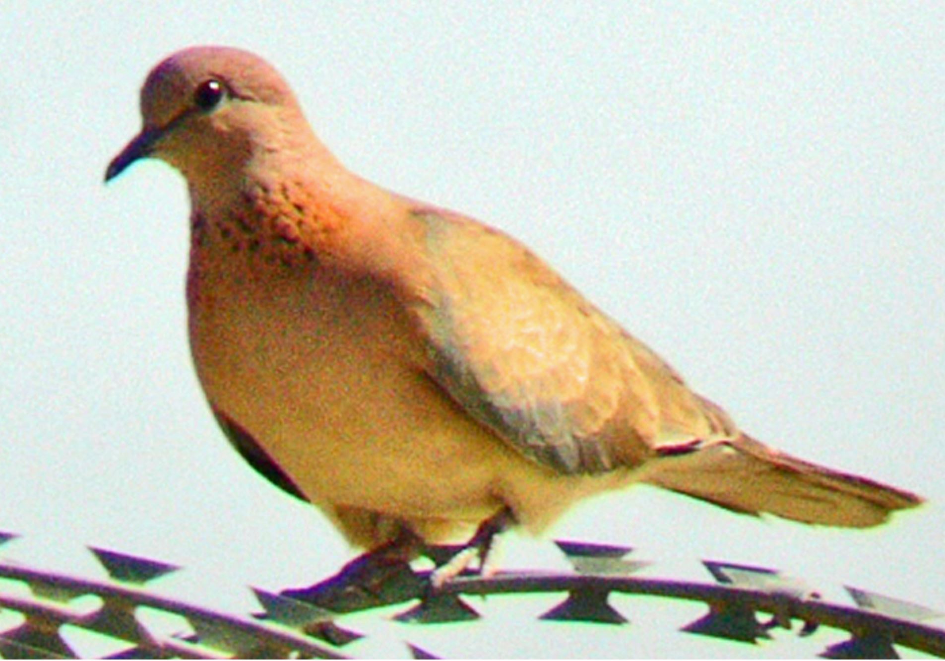 Kuwait Laughing Dove