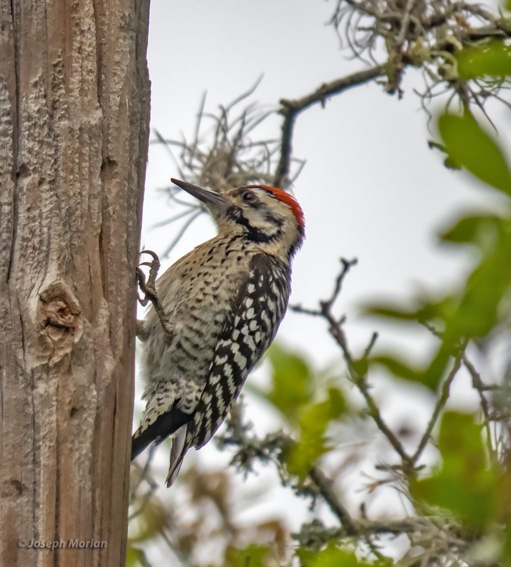 Ladder-backed Woodpecker | BirdForum