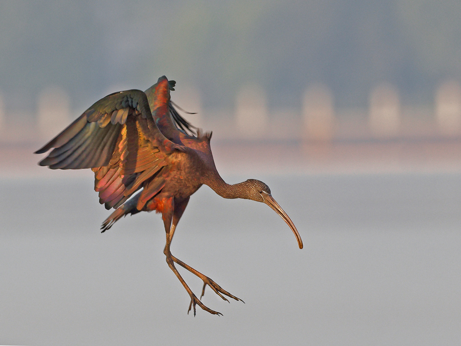 Landing ibis