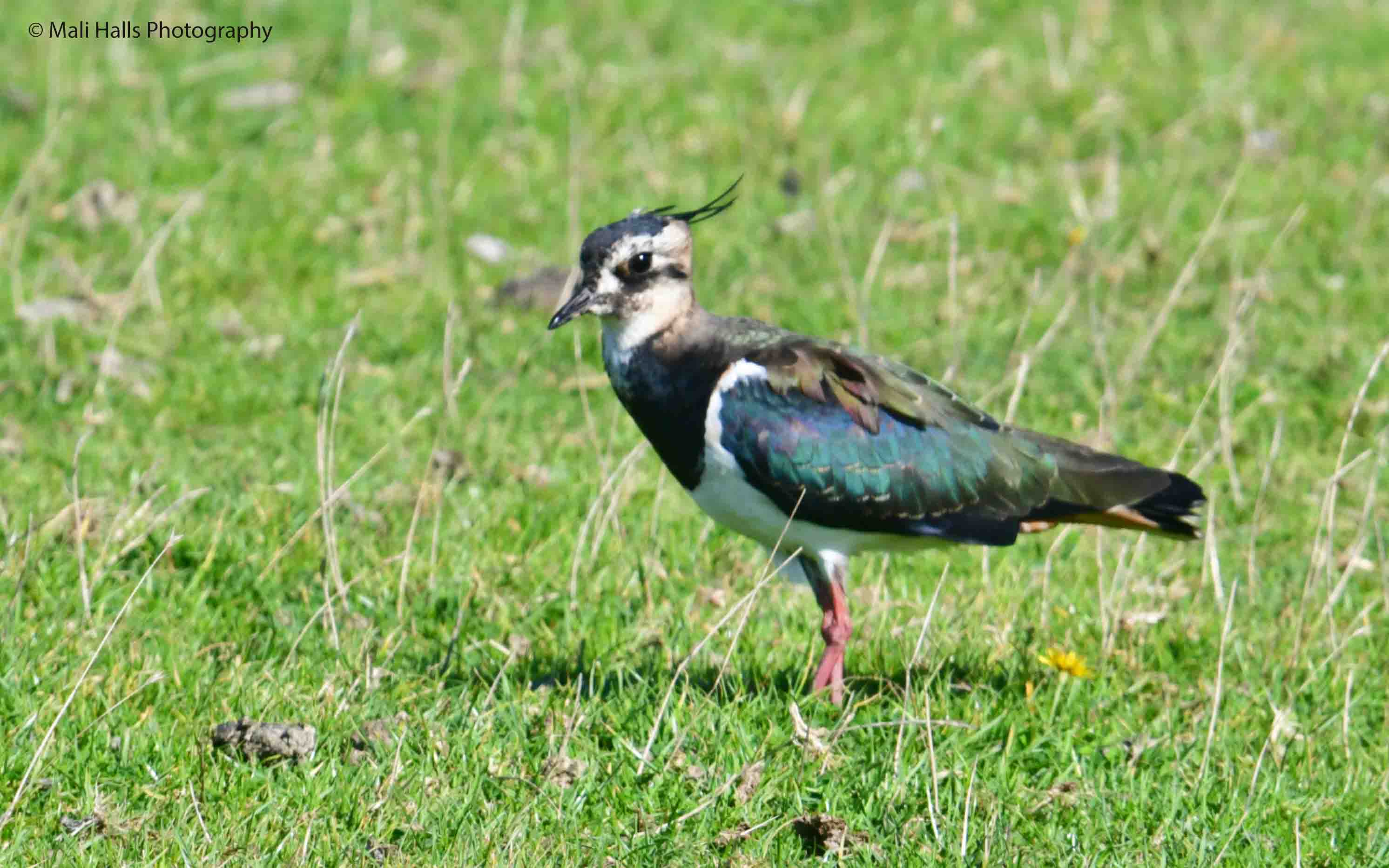 lapwing-2085-jpg-birdforum