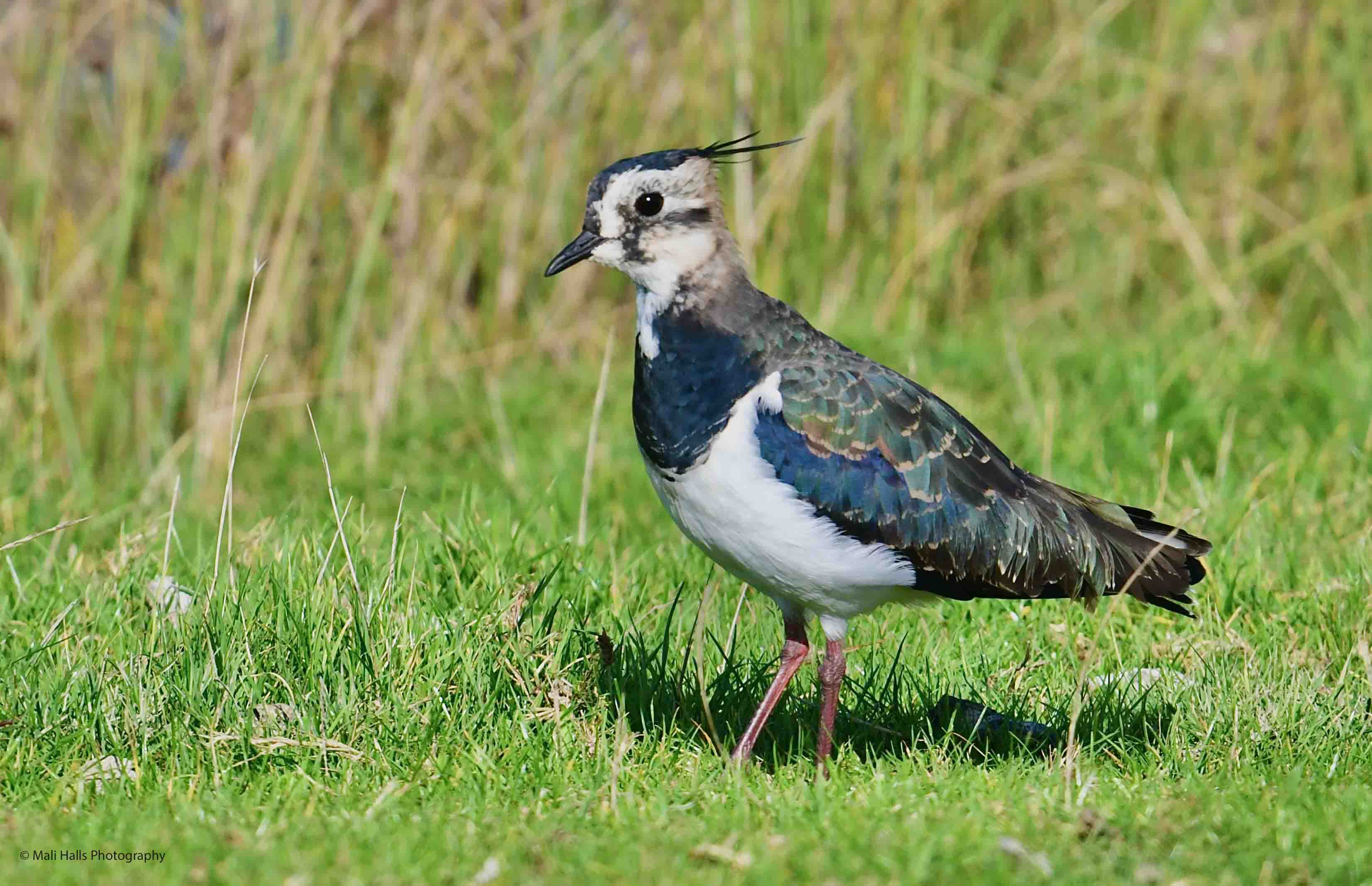 lapwing-2485-jpg-birdforum