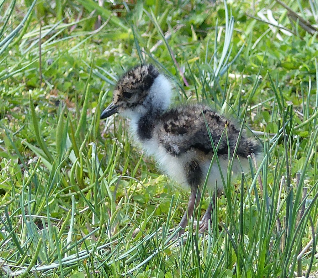 Lapwing Chick