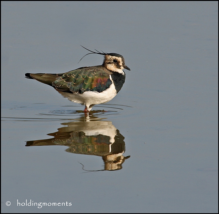 Lapwing