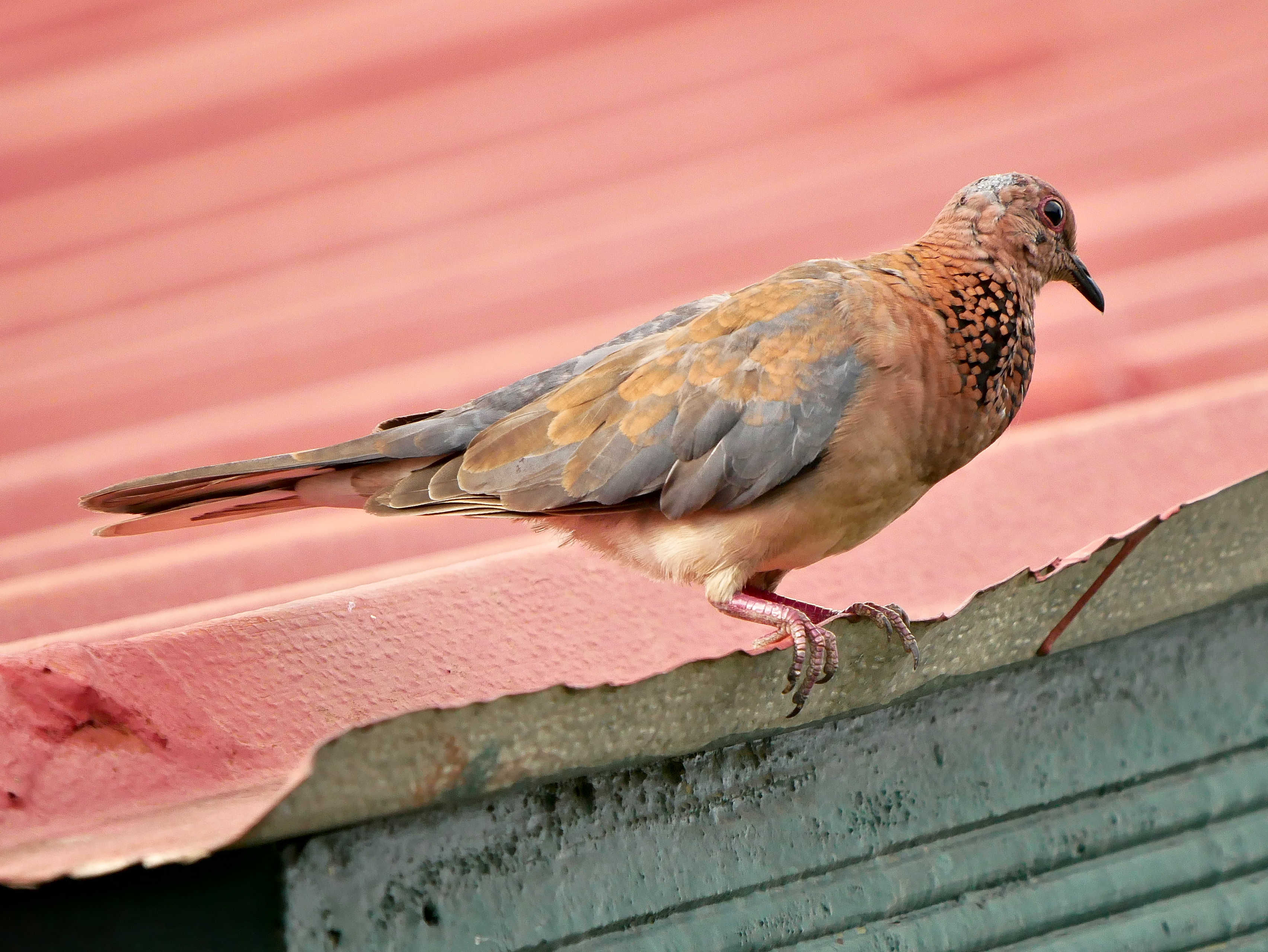 Laughing Dove