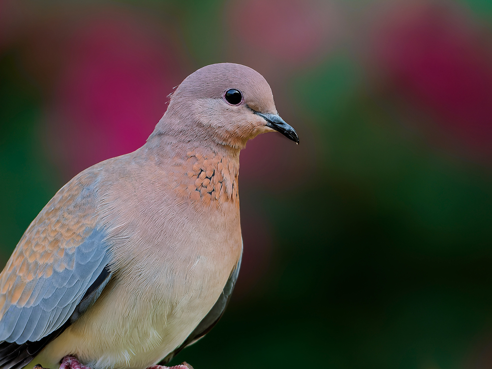 Laughing dove