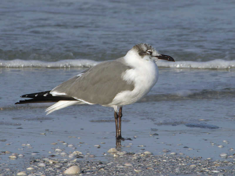 Laughing Gull