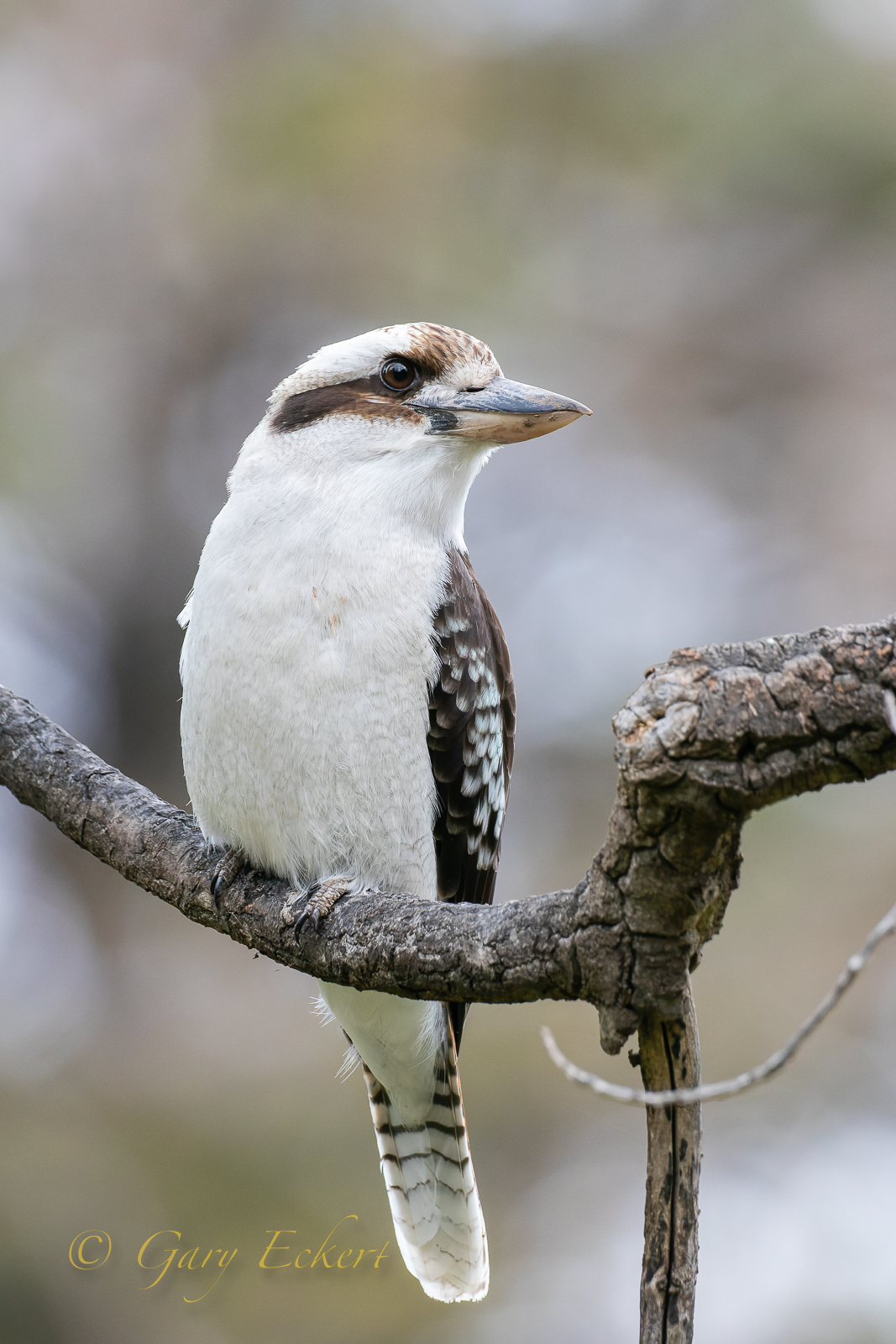 Laughing Kookaburra | BirdForum