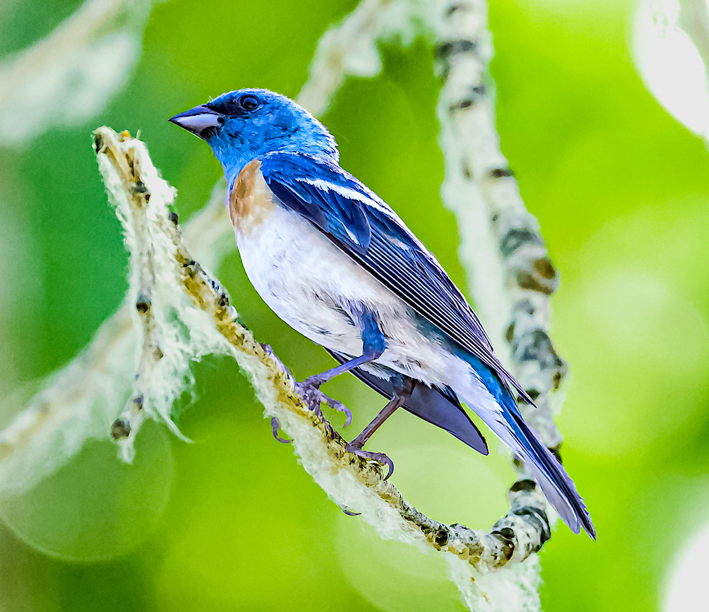 Lazuli Bunting (male)