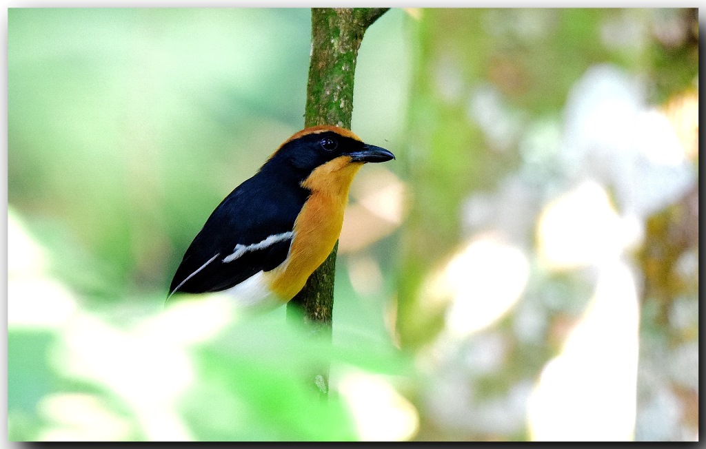 Ldher's Bush-shrike