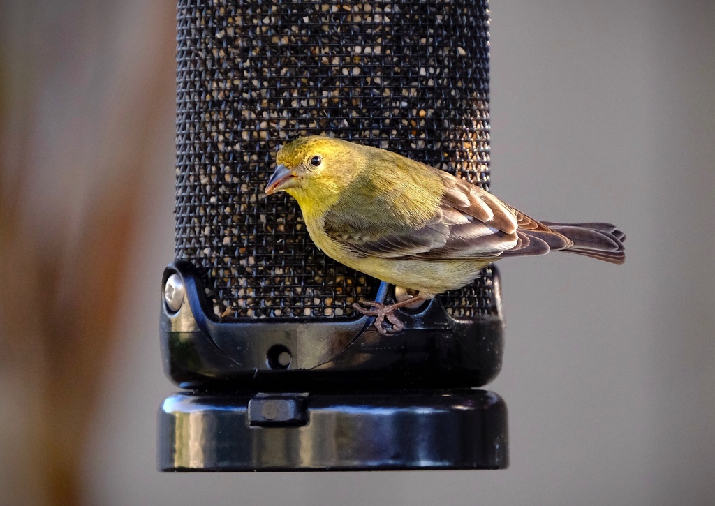 Lesser Goldfinch