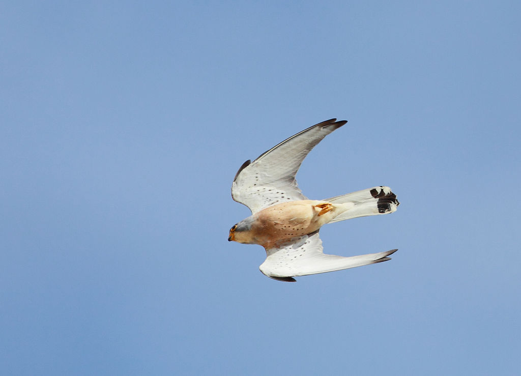 lesser kestrel