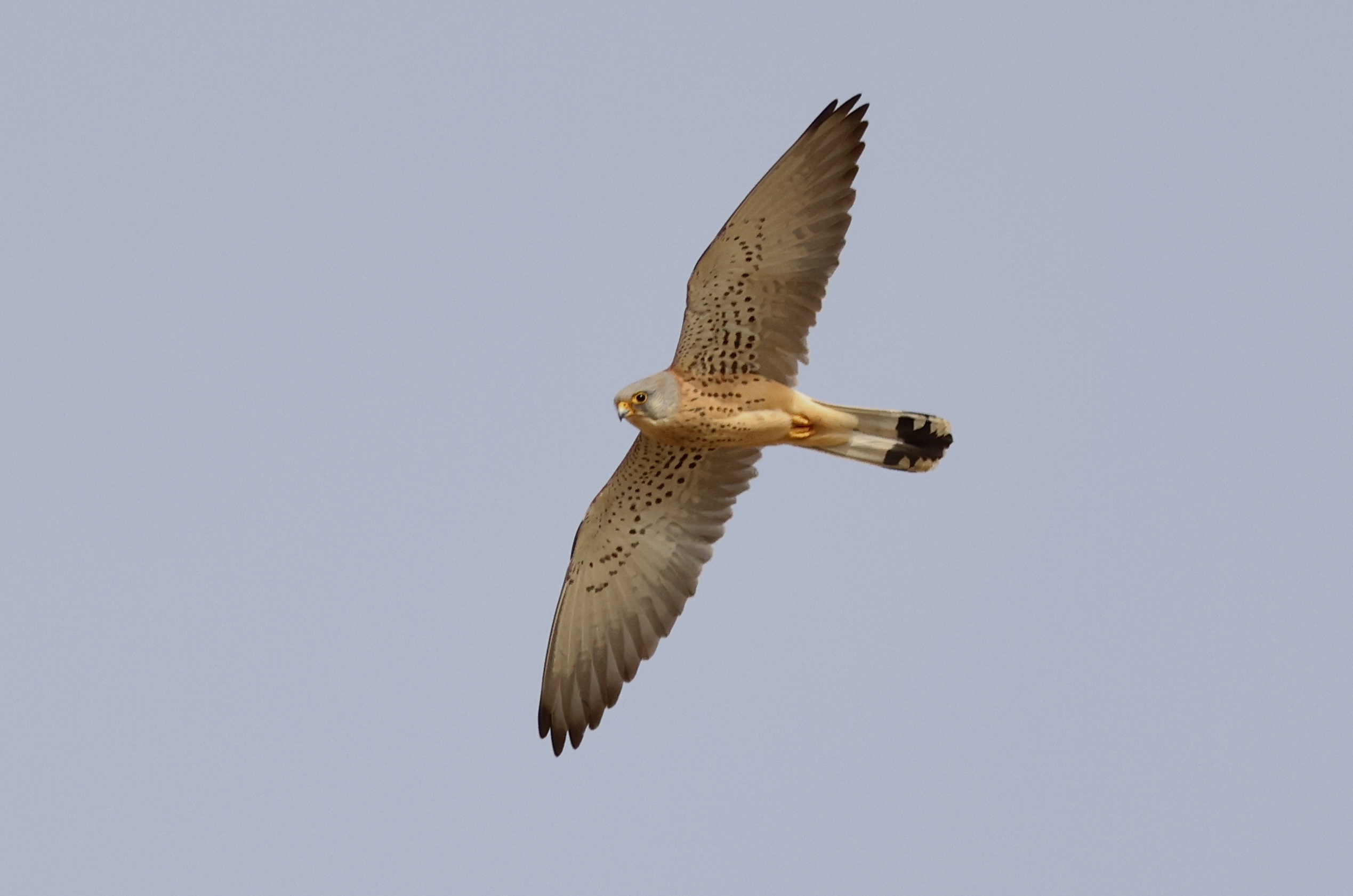 Lesser Kestrel