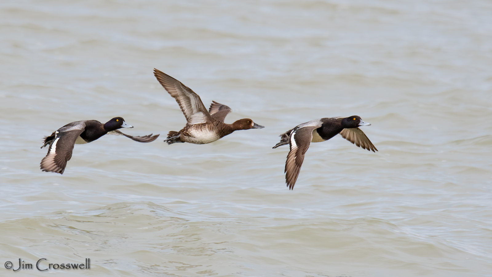 Lesser Scaup