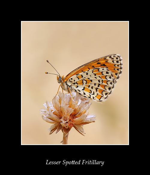 Lesser Spotted Fritillary