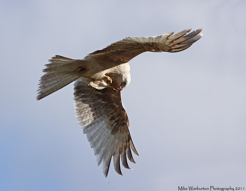 leucistic Red Kite