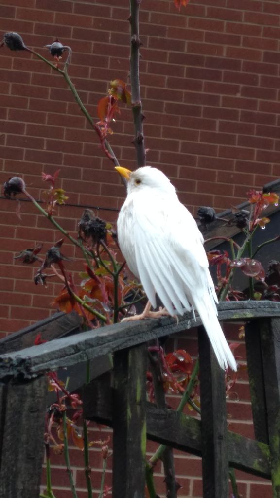 Leucistic White Cock Blackbird.