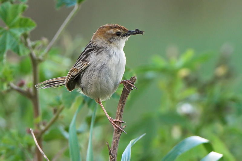 Levaillant's Cisticola | BirdForum