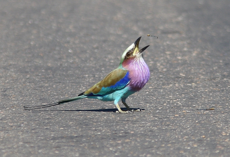 Lilac-breasted Roller