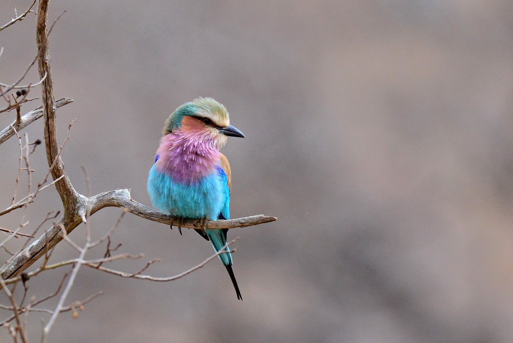 Lilac-breasted Roller