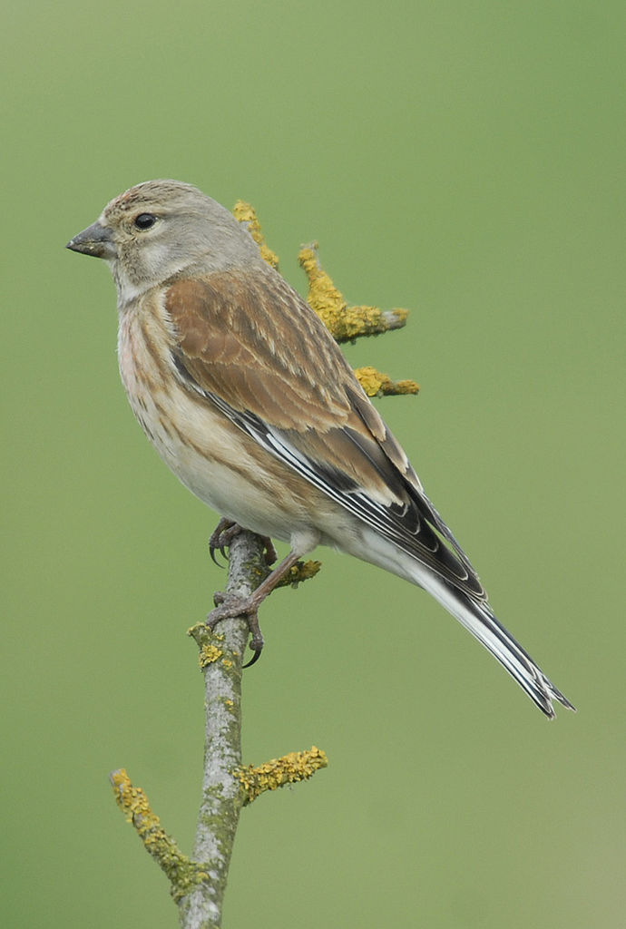 Linnet