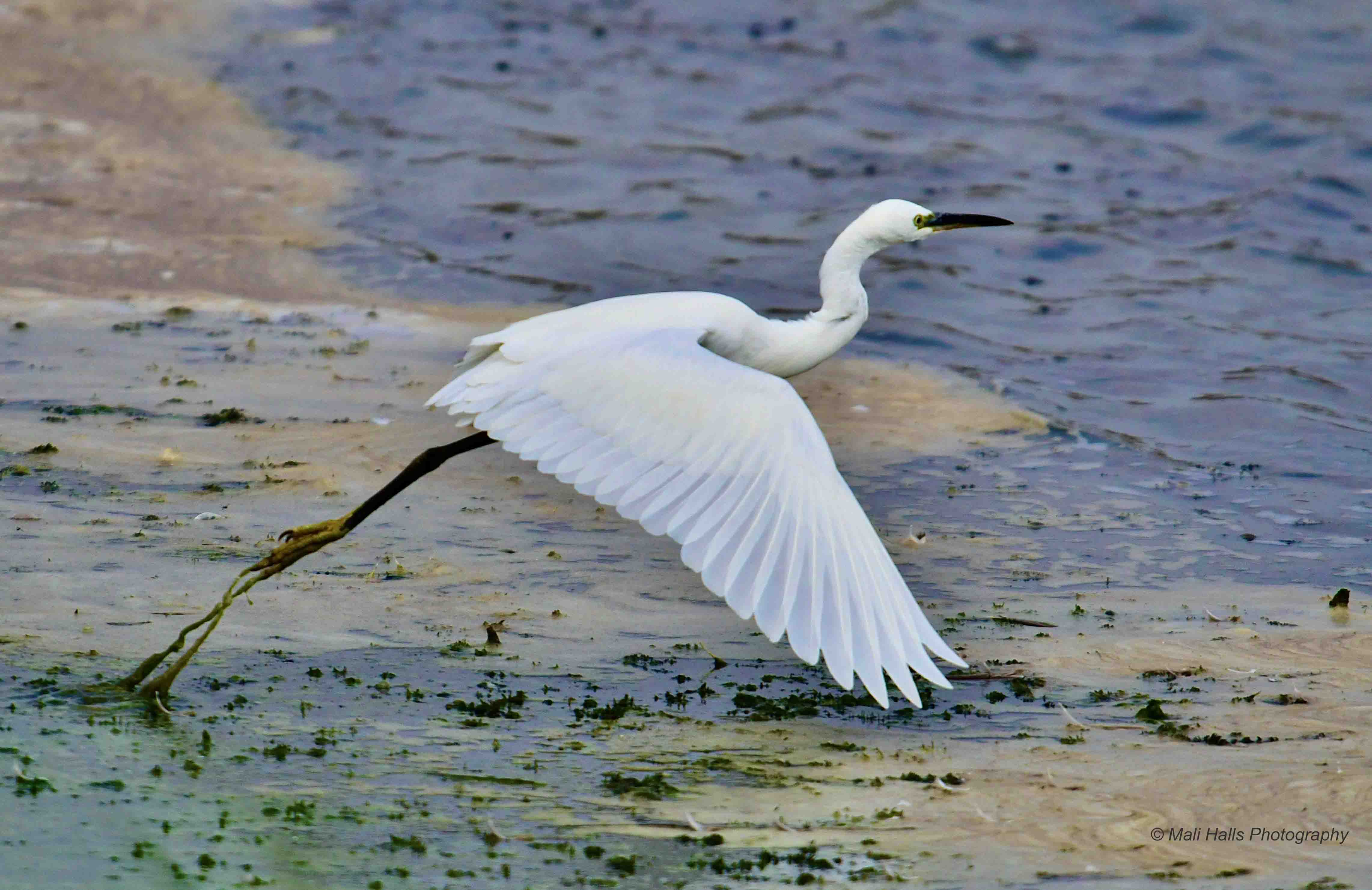 Little Egret 5482.jpg