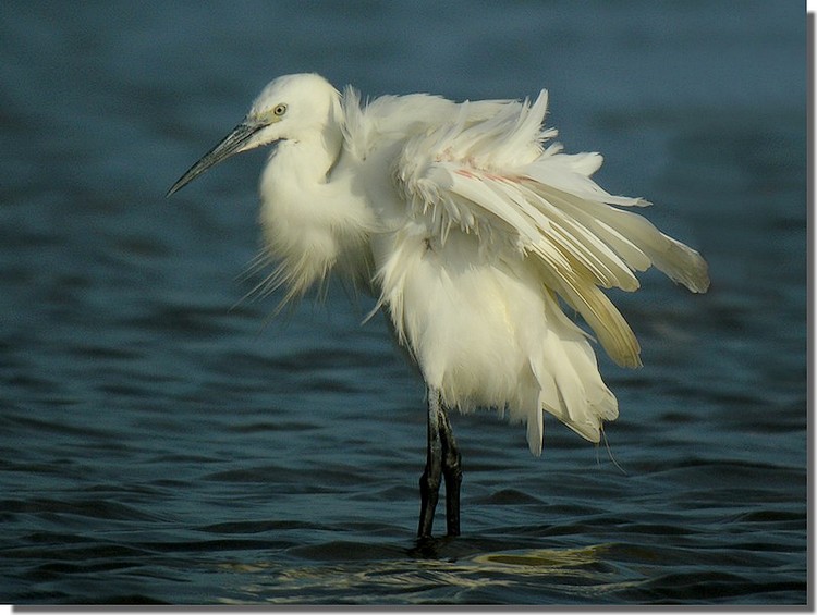 Little Egret in the wind