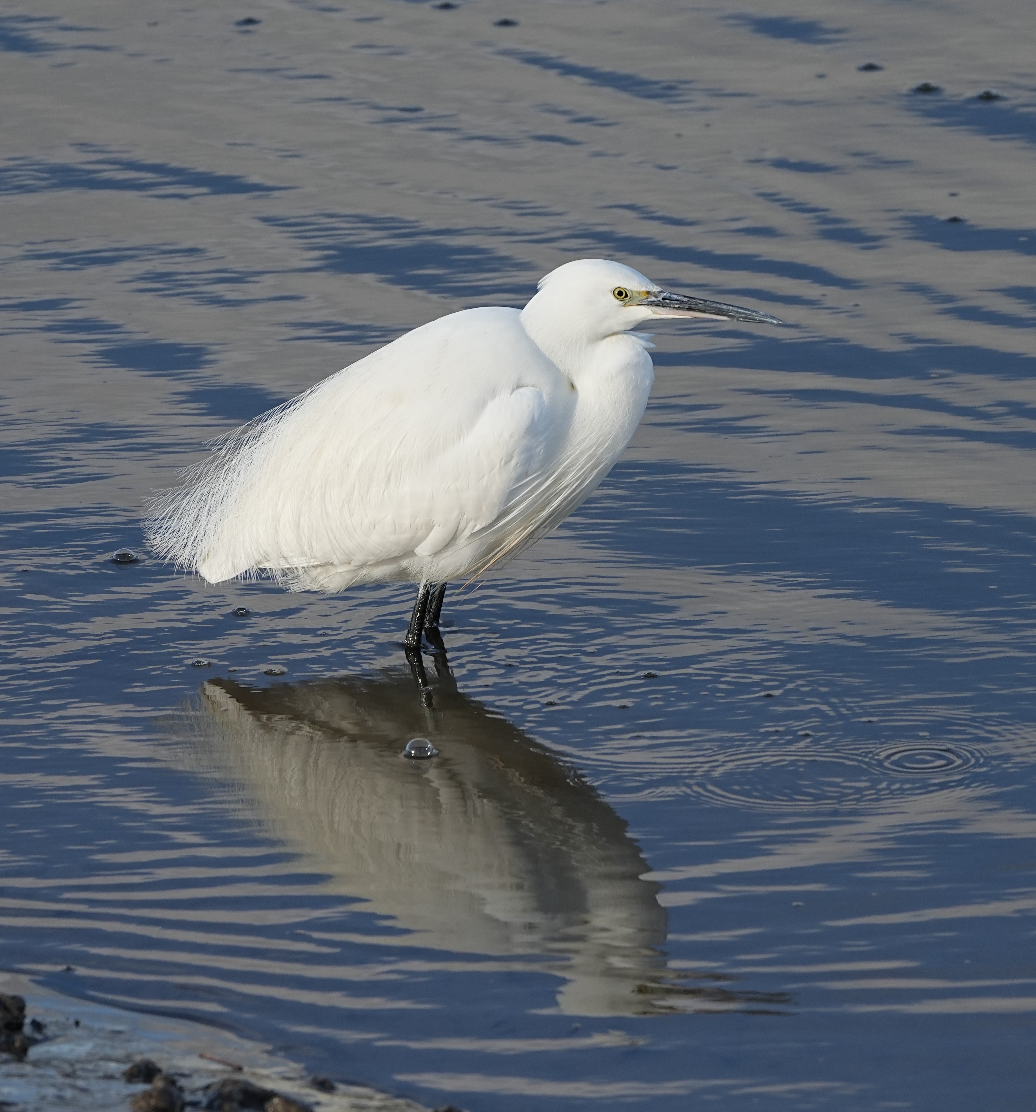 Little Egret