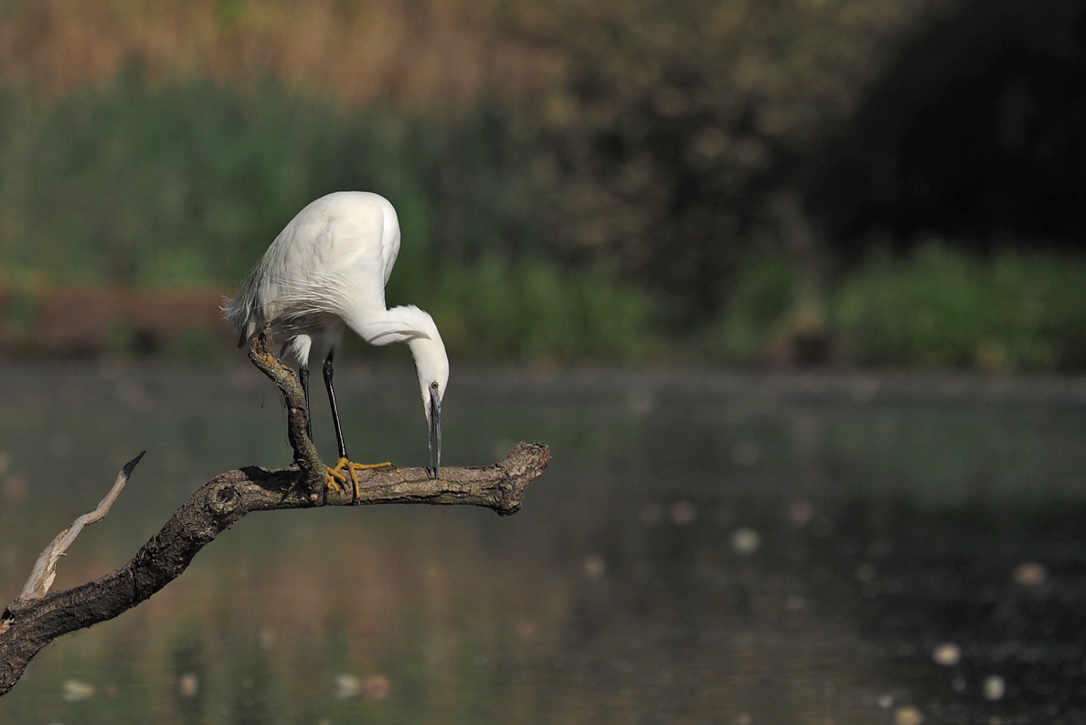 Little Egret