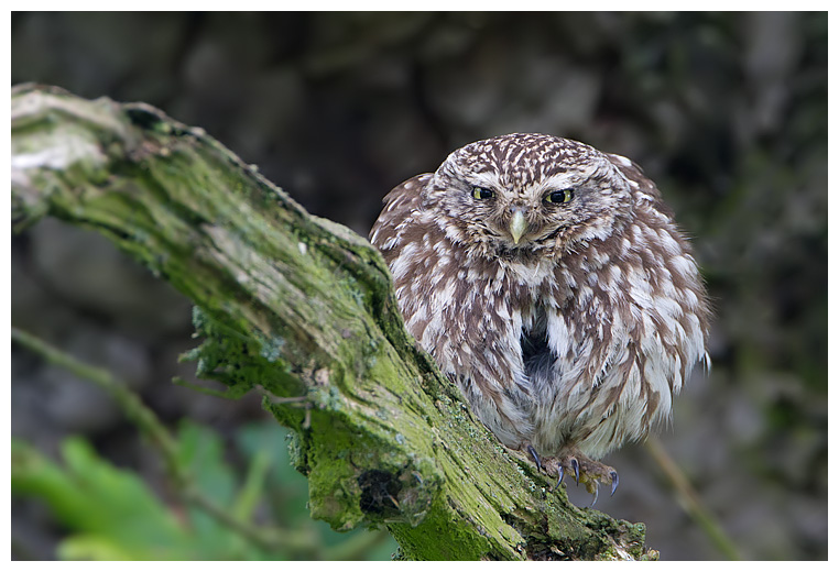 Little Owl