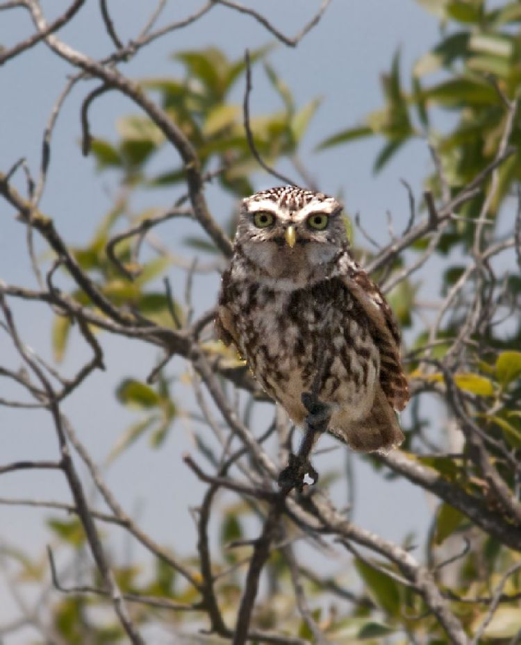 Little Owl