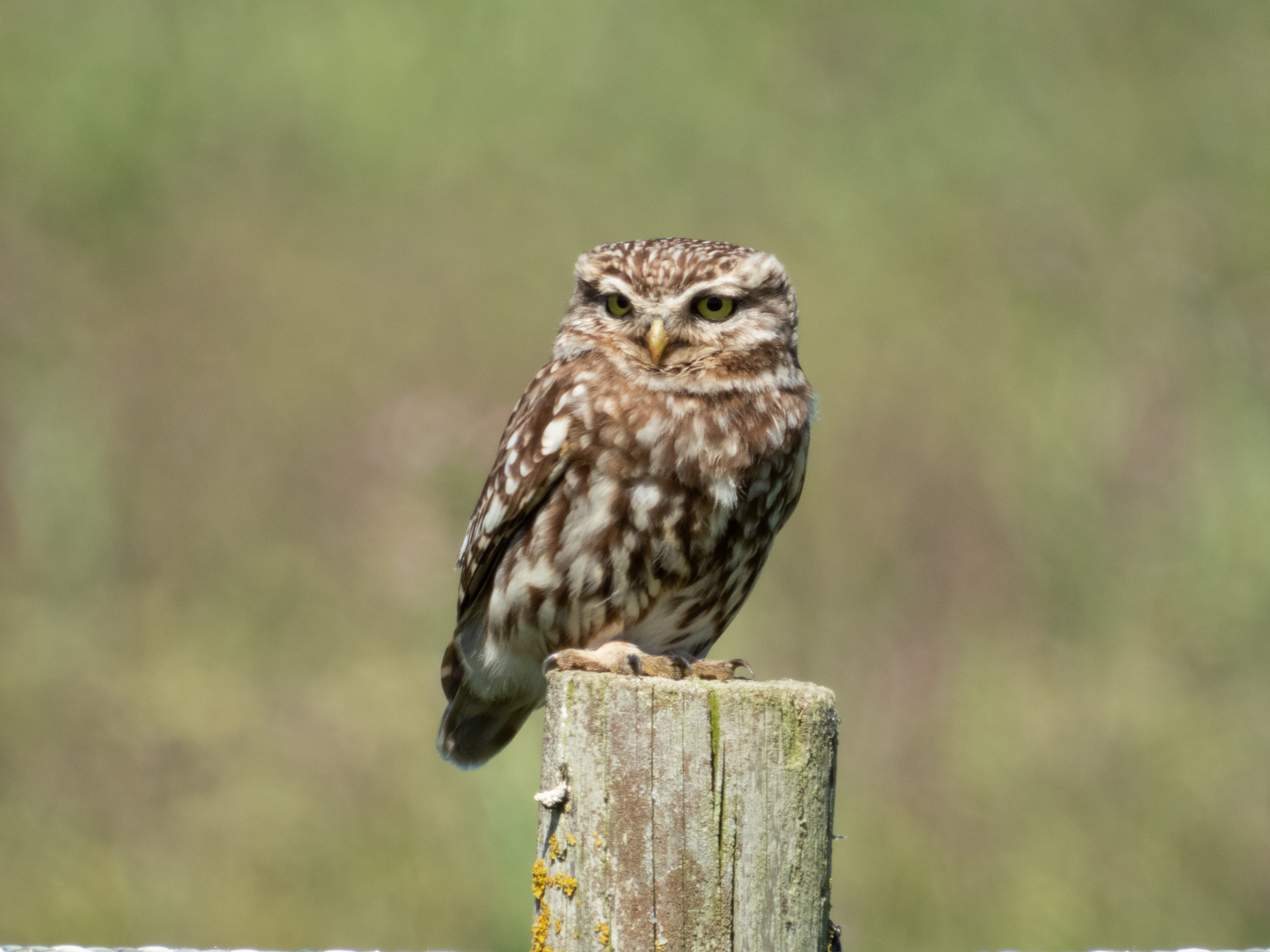 Little Owl