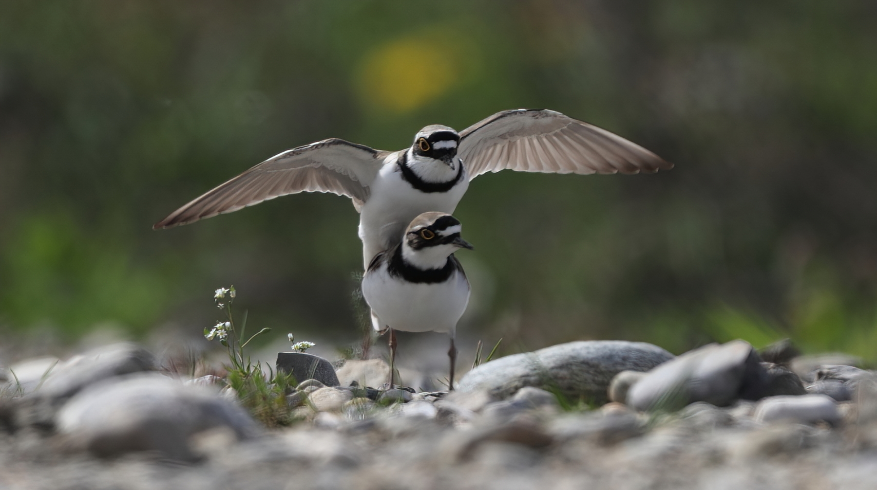 Little ringed plovers