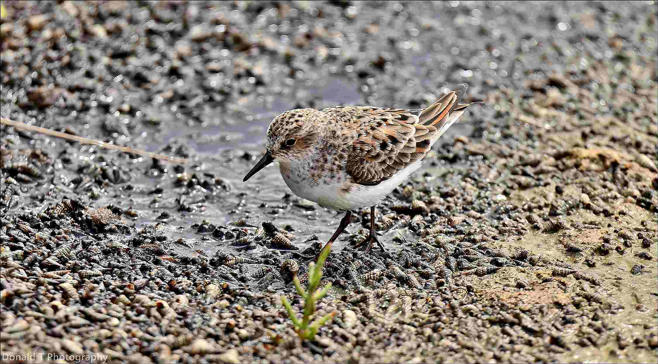 Little Stint | BirdForum