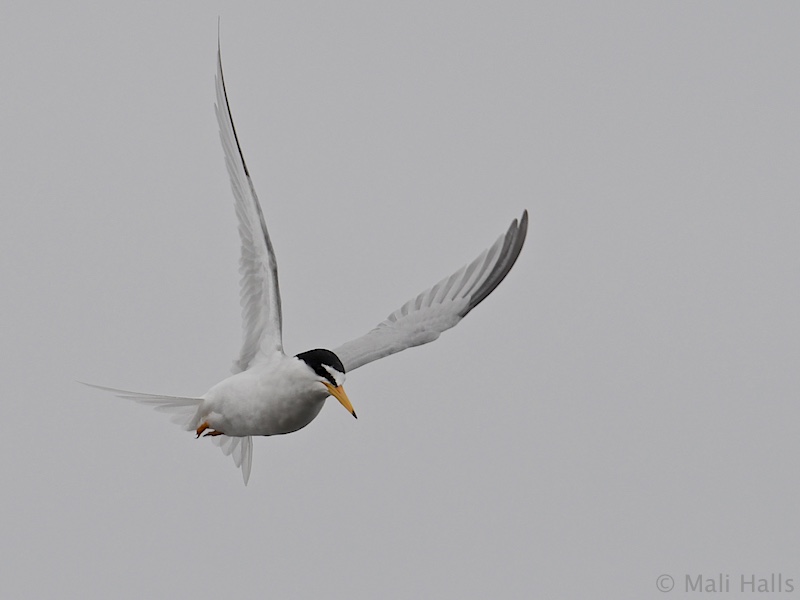 Little Tern