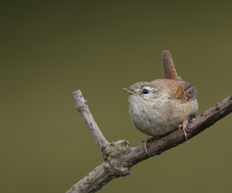 Little Wren | BirdForum