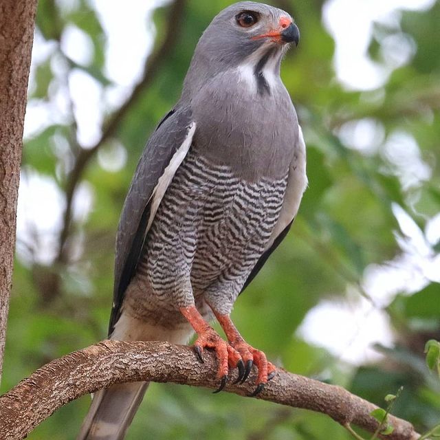 Lizard Buzzard | BirdForum