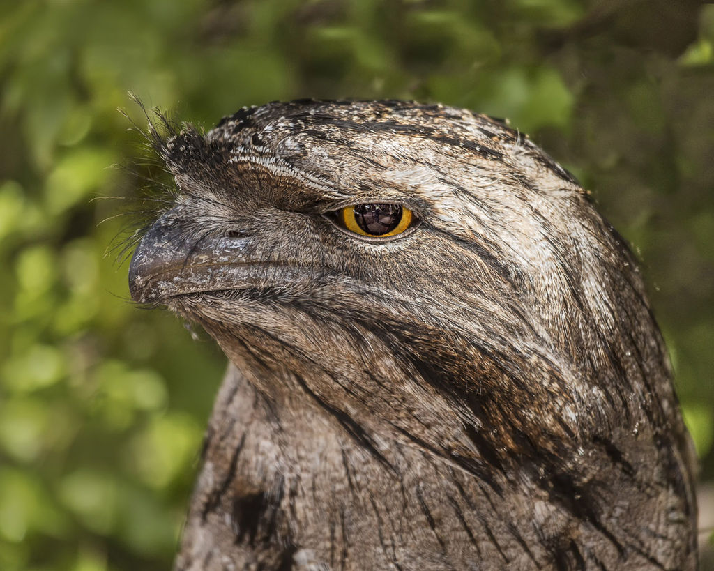 Local Tawny Frogmouth