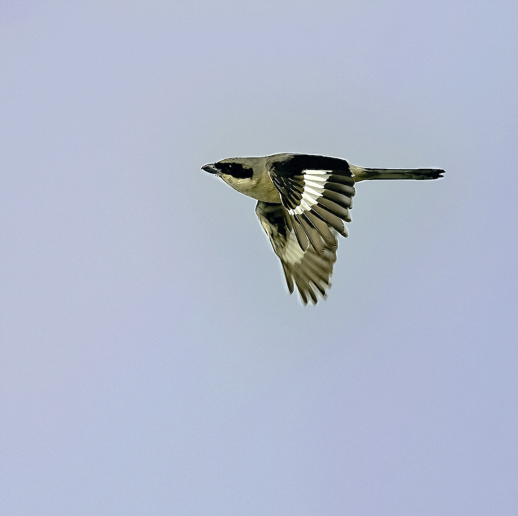 Loggerhead Shrike in flight