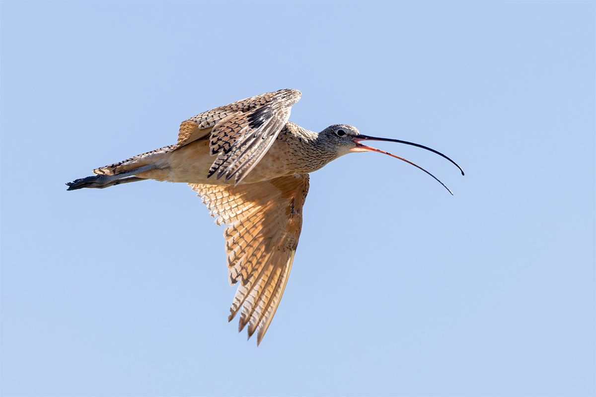 Long Billed Curlew