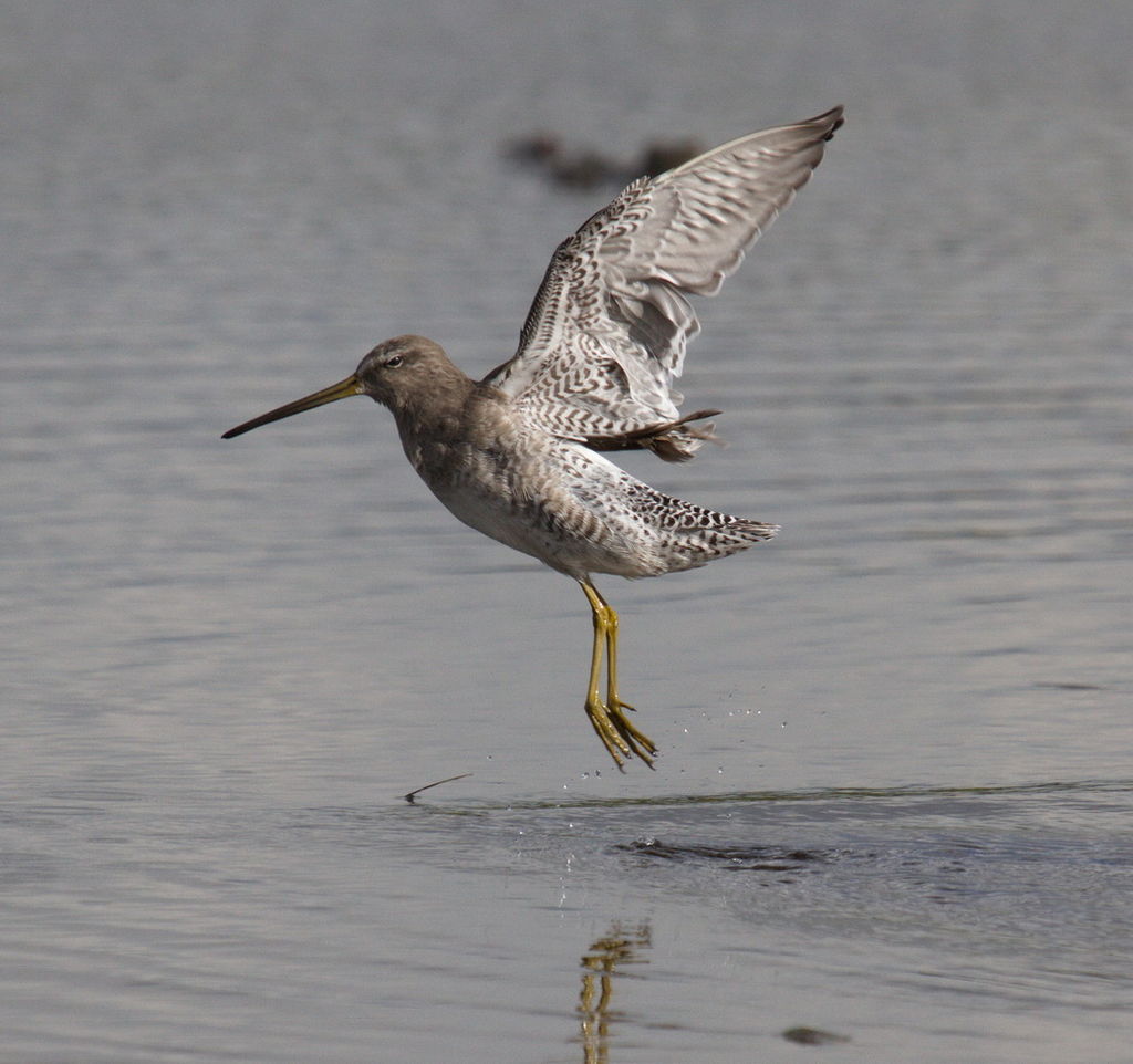 Long Billed Dowitcher