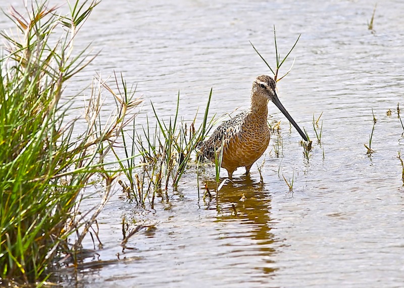 Long-billed Dowitcher