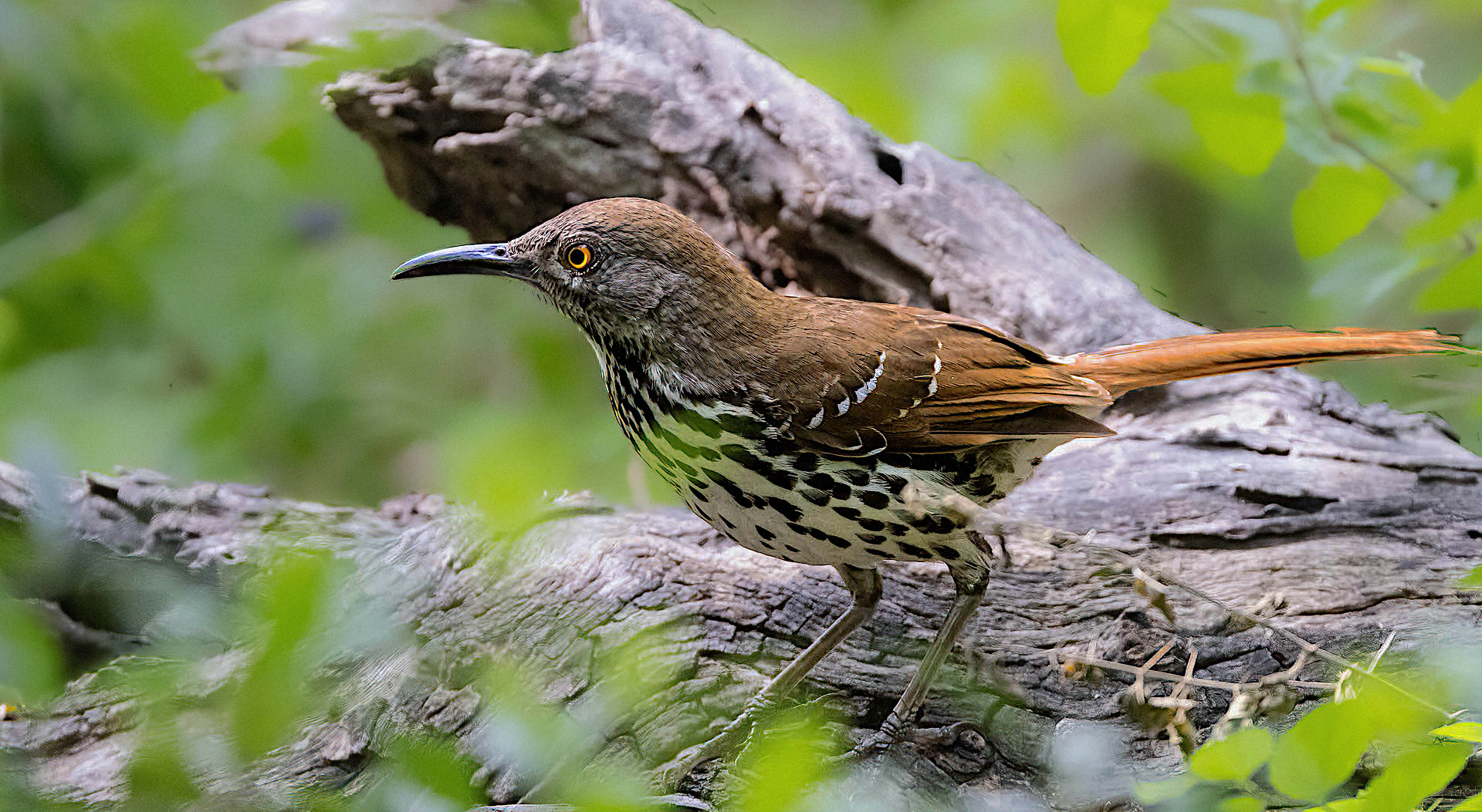 Long-billed Thrasher