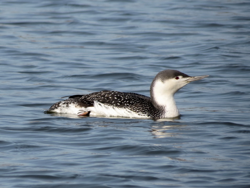 Long staying Red-throated Diver